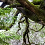 Критический анализ слота Wild West Gold Megaways