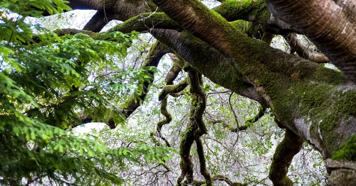 Критический анализ слота Wild West Gold Megaways